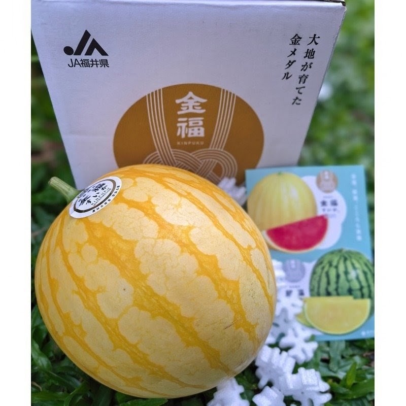 福井金福西瓜 Kinpuku Watermelon (Fukui)