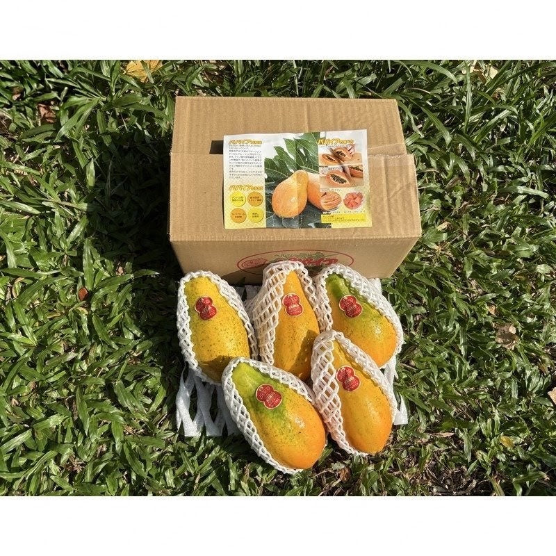宫崎木瓜 Miyazaki Papaya