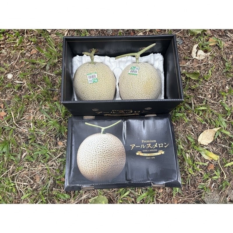 茨城特级阿鲁斯青肉蜜瓜 Ibaraki Premium Earl's Green Melon