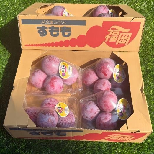 福冈八女太阳李 Fukuoka Yame Taiyo Plum