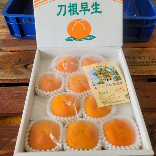 Persimmon - To-Ne とね(Japan) Heng Fruits