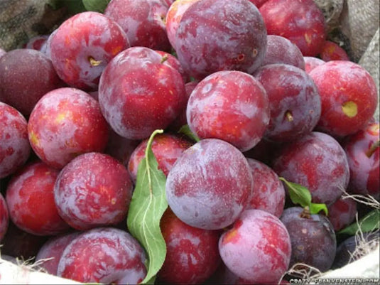 Cherry Plums Heng Fruits