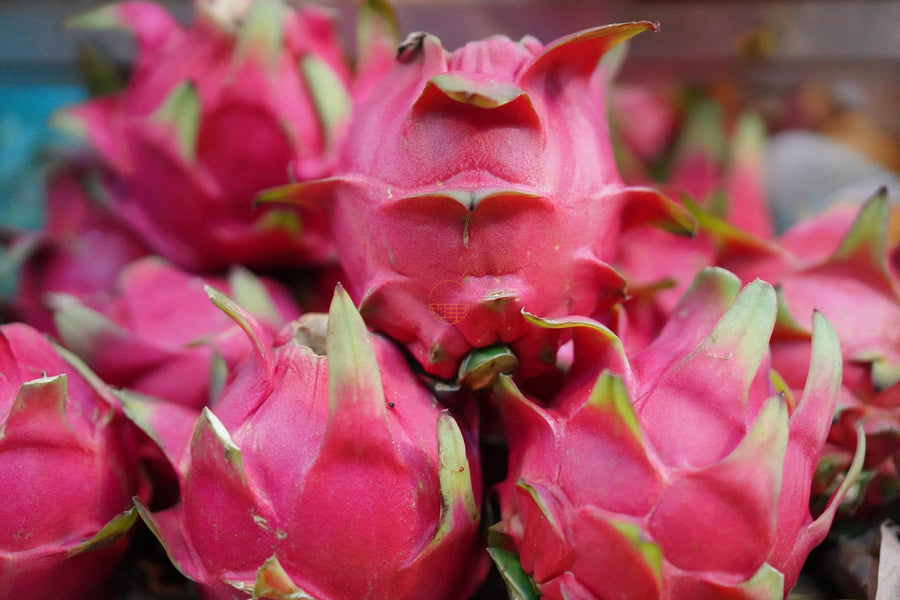 🎪 SC Fair – Red Dragonfruit