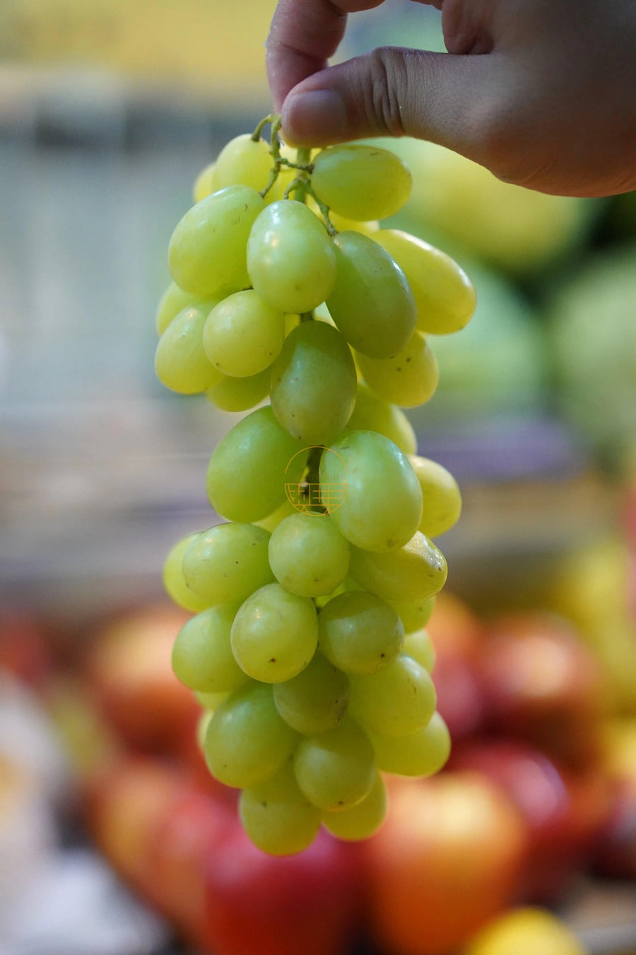 🎪 SC Fair – Green Grapes USA