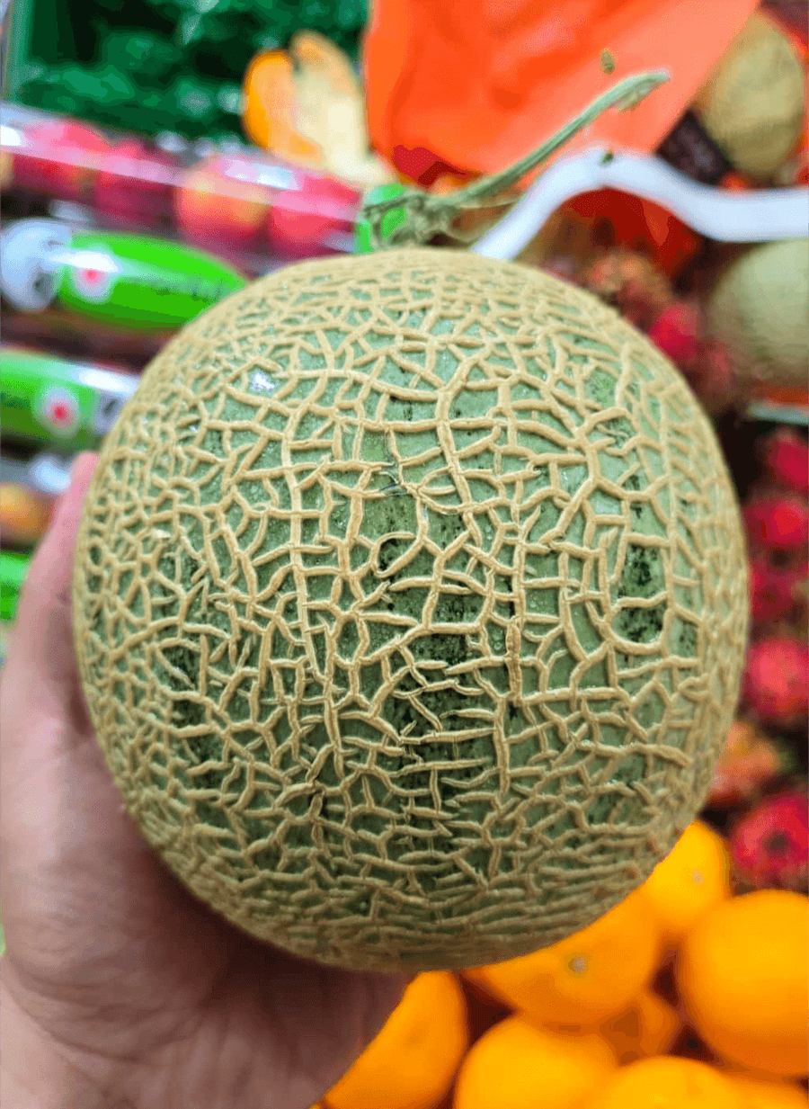 🎪 SC Fair – Taiwan Muskmelon