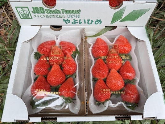 Chiba Yayoi Hime Japanese strawberry JBB Stevia 280g x2 Singapore | Heng Fruits