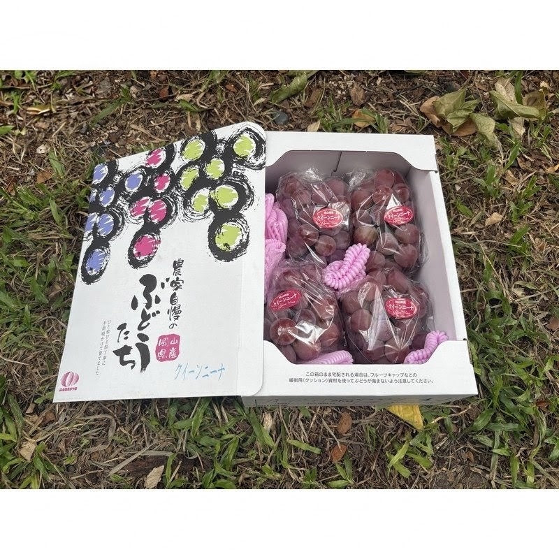 冈山妮娜皇后 Okayama Queen Nina Grapes