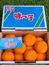 长崎西海蜜柑 Saikai Mikan (Nagasaki)