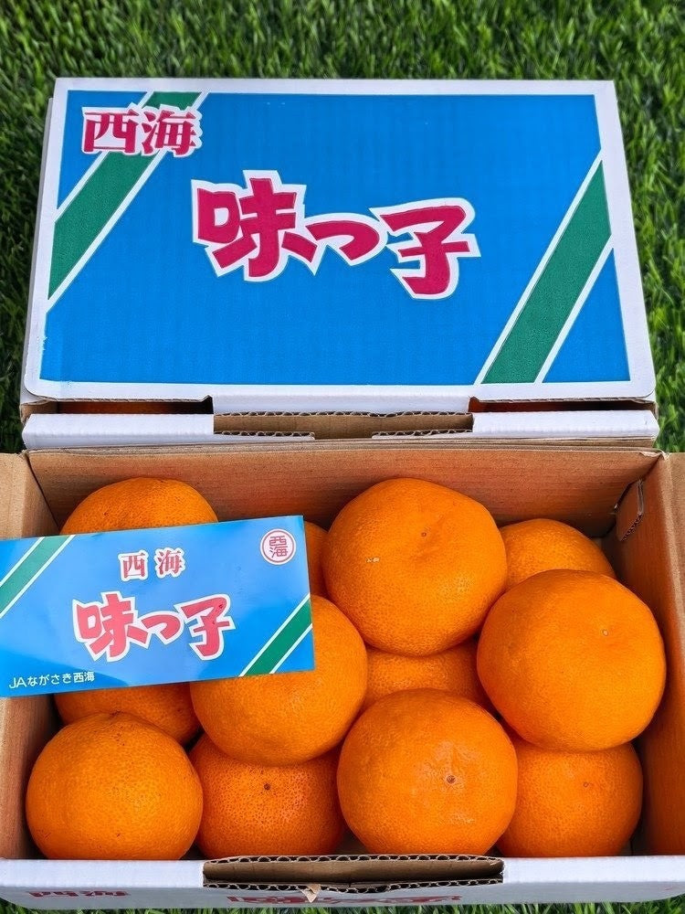 长崎西海蜜柑 Saikai Mikan (Nagasaki)