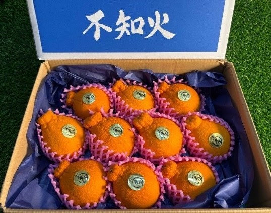 熊本不知火尖头柑 Kumamoto Shiranui Dekopon
