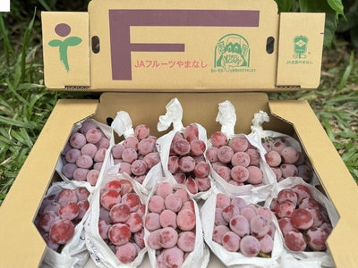 山梨妮娜皇后葡萄 Yamanashi Queen Nina Grape 500g Premium Grape from Yamanashi Japan Heng Fruits Singapore