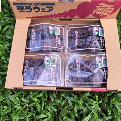 福冈德拉瓦小葡萄 Fukuoka Delaware Grapes 250g x 4pack | Premium Grapes from Fukuoka, Japan | Heng Fruits Singapore
