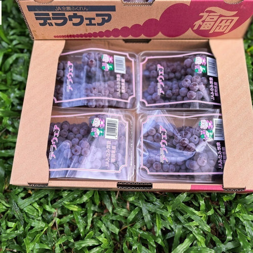 福冈德拉瓦小葡萄 Fukuoka Delaware Grapes 250g x 4pack | Premium Grapes from Fukuoka, Japan | Heng Fruits Singapore