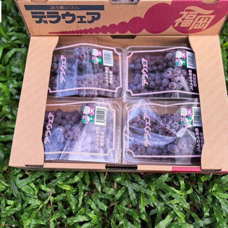 福冈德拉瓦小葡萄 Fukuoka Delaware Grapes