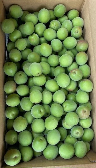 神奉川白加賀梅 Kanagawa Shirokaga Ume 5kg | Premium Japanese Ume from Kanagawa | Heng Fruits Singapore