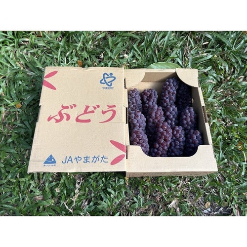山形温室德拉瓦葡萄 Yamagata Greenhouse Delaware Grapes | Premium Grapes from Yamagata, Japan | Heng Fruits Singapore