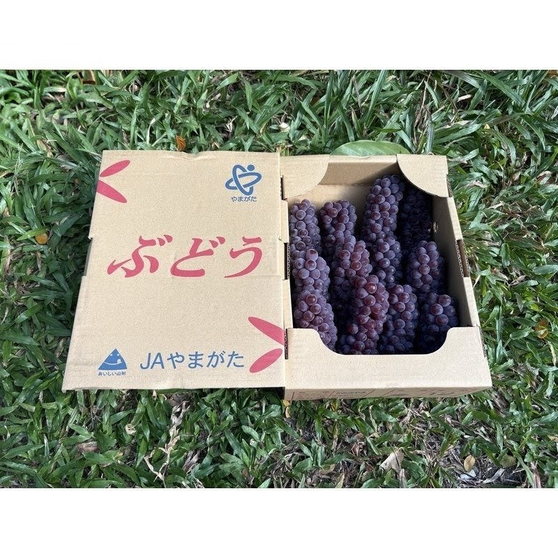 山形温室德拉瓦葡萄 Yamagata Greenhouse Delaware Grapes