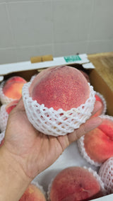 山梨春日居桃 日川白鳳 Yamanashi Kasugai Hikawa Hakuhou Peach
