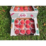 山梨春日居桃 日川白鳳 Yamanashi Kasugai Hikawa Hakuhou Peach