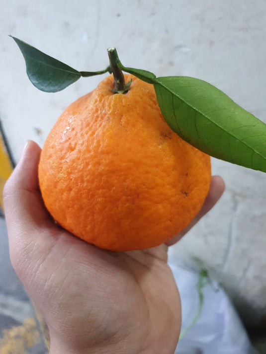 Mandarin Orange - 红美人 Red Beauty (China) Heng Fruits