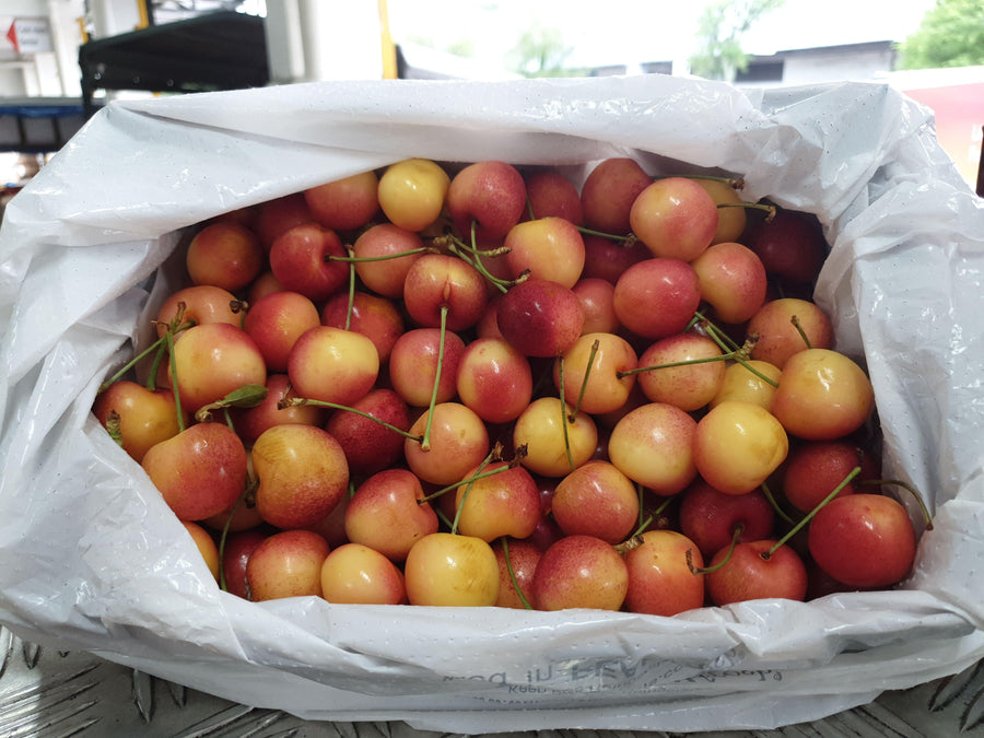 White Cherry (Rainer/Skylar)