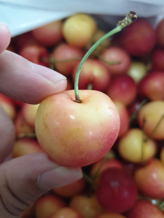 White Cherry (Rainer/Skylar) - 500g Heng Fruits