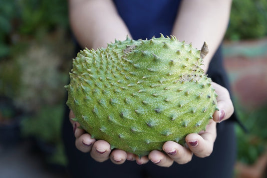 Soursop (Malaysia) Heng Fruits